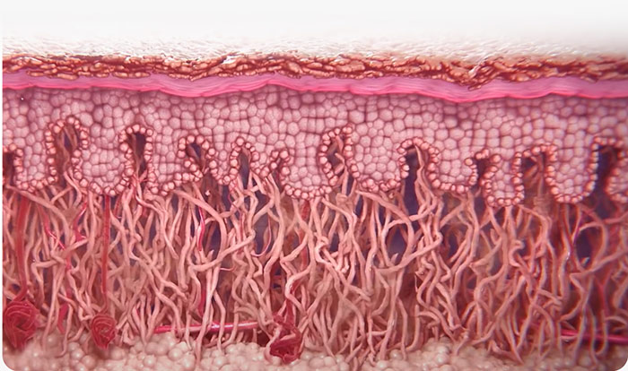 ٻҾ5 ͧԹ : SCULPTRA?? áԴਹ  .